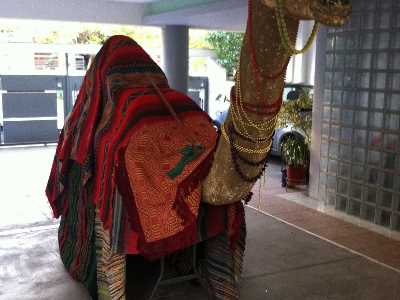 Η καμήλα των μάγων μοιράζει μελομακάρονα του Σχίζα στο Γαλάτσι !
